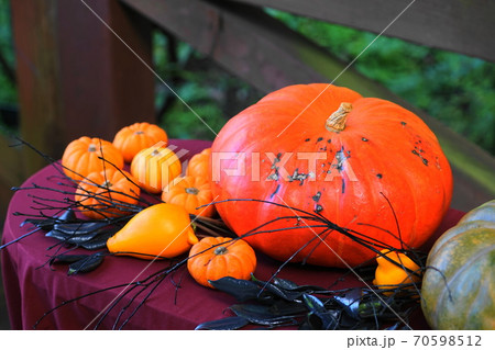 10月 多摩158カボチャ 南瓜 ウリ科 ハロウィン ペポ種 多摩グリーンライブセンターの写真素材