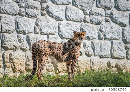 【多摩動物公園のチーター】 【多摩動物公園のチーター】 70598745