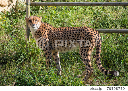 【多摩動物公園のチーター】 【多摩動物公園のチーター】 70598750