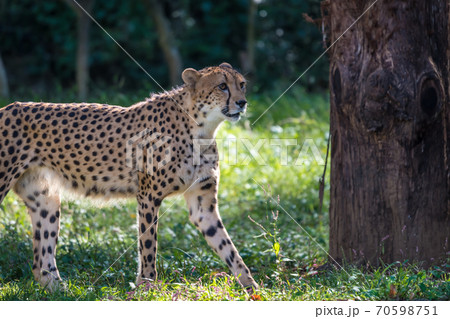 【多摩動物公園のチーター】 【多摩動物公園のチーター】 70598751