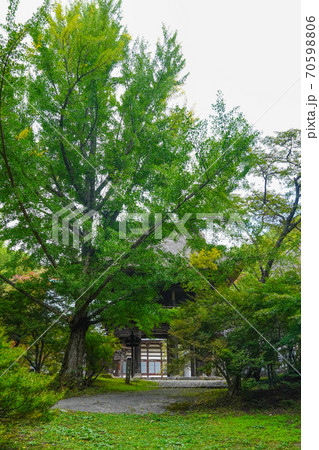 大町市　霊松寺のオハツキイチョウと山門 70598806