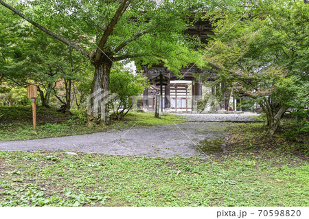 大町市 霊松寺のオハツキイチョウと山門 大町市 霊松寺のオハツキイチョウと山門 70598820