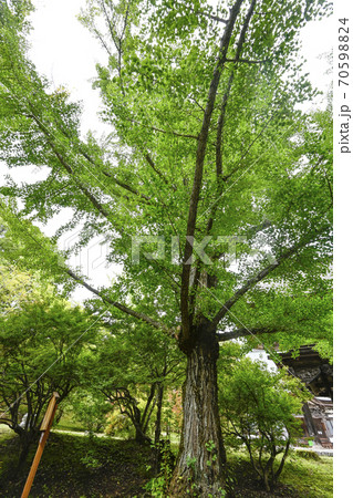 大町市　霊松寺のオハツキイチョウ 70598824