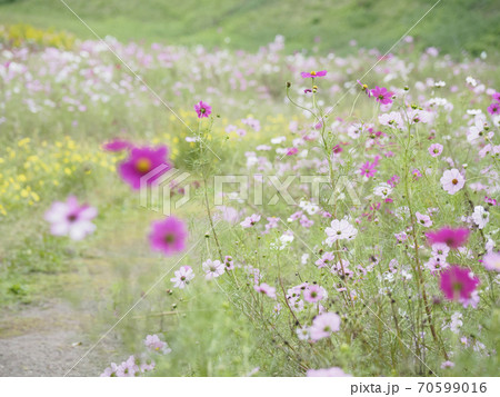 久里浜花の国のコスモス 久里浜花の国のコスモス 70599016