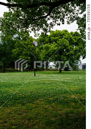 時計塔のある公園のクローバーの咲く広場 時計塔のある公園のクローバーの咲く広場 70599159