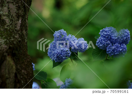水色の紫陽花の咲く風景 水色の紫陽花の咲く風景 70599161