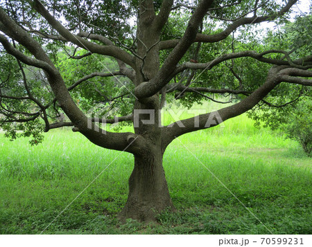 林 森 樹林 70599231