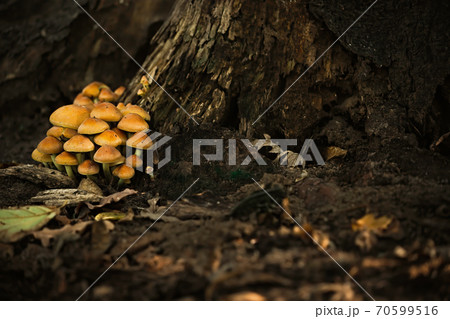 Inedible mushrooms in the forest near the trunk of an old dead tree Inedible mushrooms in the forest near the trunk of an old dead tree 70599516
