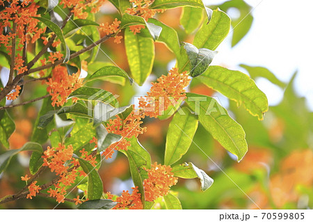 金木犀(キンモクセイ)の花 金木犀(キンモクセイ)の花 70599805