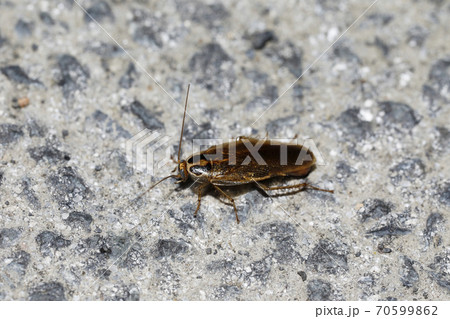 モリチャバネゴキブリ 70599862