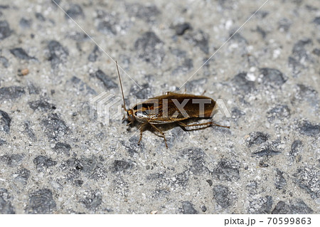モリチャバネゴキブリ 70599863
