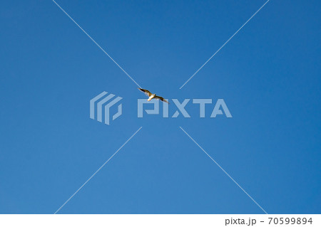 Seagull flies in blue cloudless summer sky Seagull flies in blue cloudless summer sky 70599894