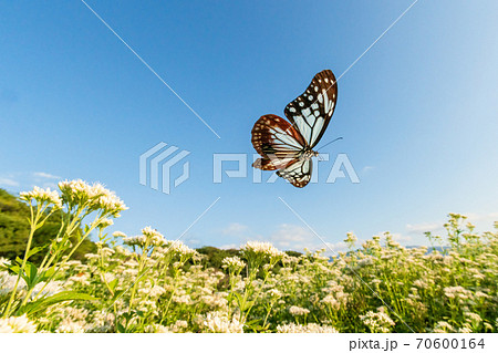アサギマダラと藤袴 アサギマダラと藤袴 70600164