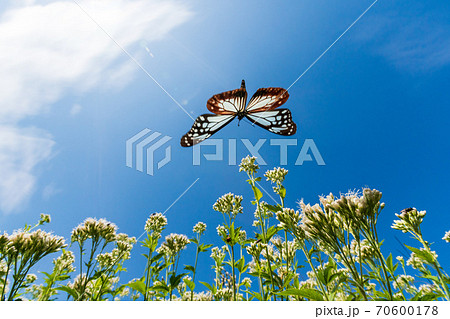 アサギマダラと藤袴 70600178