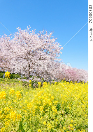 桜と菜の花（権現堂桜堤にて） 70600382