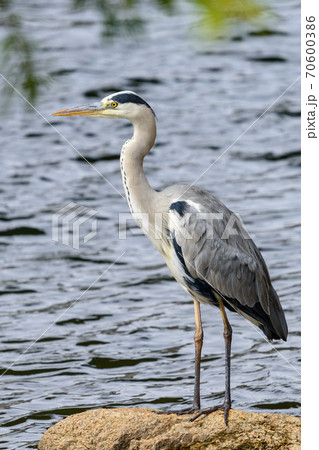 アオサギ 70600386