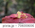 2020蓼科高原の紅葉 70600606