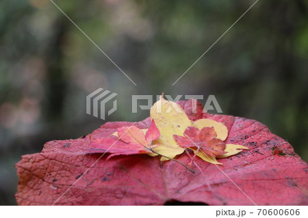 2020蓼科高原の紅葉 70600606