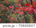 2020蓼科高原の紅葉 70600607