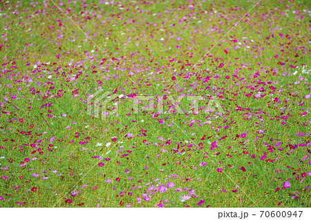 コスモス畑 秋桜 コスモス畑 秋桜 70600947