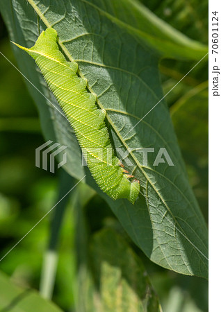 葉の裏に隠れるトビイロスズメの幼虫の写真素材