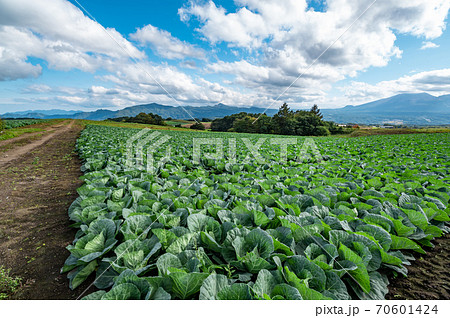 秋の嬬恋高原から望む農場と浅間山周辺の山並み b-1 秋の嬬恋高原から望む農場と浅間山周辺の山並み b-1 70601424