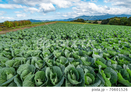 秋の嬬恋高原から望む農場と浅間山周辺の山並み　d-1 70601526