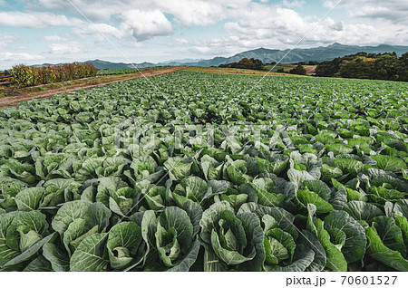 秋の嬬恋高原から望む農場と浅間山周辺の山並み　d-2 フィルム調 70601527