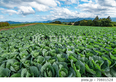 秋の嬬恋高原から望む農場と浅間山周辺の山並み　e-1 70601528