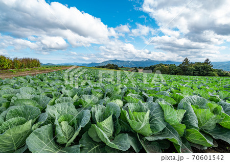 秋の嬬恋高原から望む農場と浅間山周辺の山並み　f-1 70601542