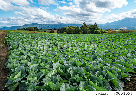 秋の嬬恋高原から望む農場と浅間山周辺の山並み　h-1 70601959