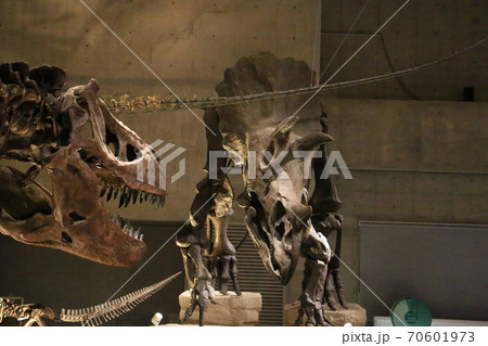 ティラノサウルス vs トリケラトプス 70601973