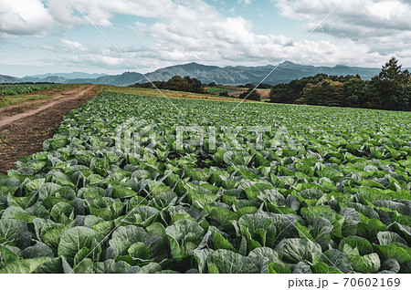 秋の嬬恋高原から望む農場と浅間山周辺の山並み　k-2 フィルム調 70602169
