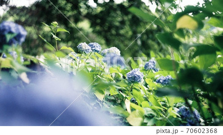 フィルムカメラで切り取る雨上がりの紫陽花の写真素材