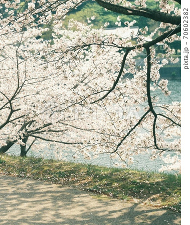フィルム写真)桜咲く暖かな木洩れ日と影が美しい春の風景の写真素材 