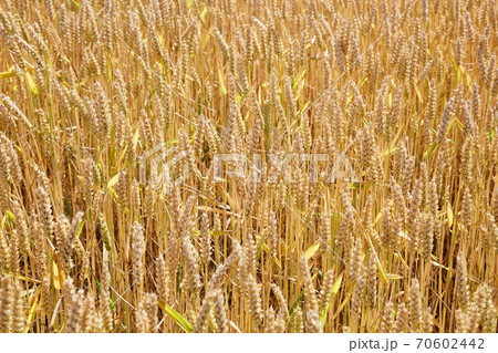 Wheat field detail Wheat field detail 70602442