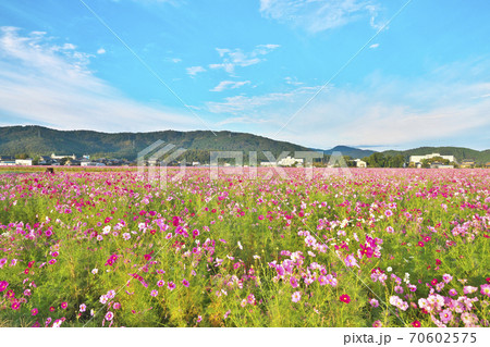 1億本のコスモス畑 70602575