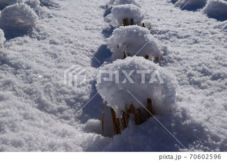 雪が積もった水田 雪が積もった水田 70602596