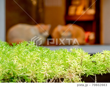 吉祥寺の街角の楽しい景色 70602663