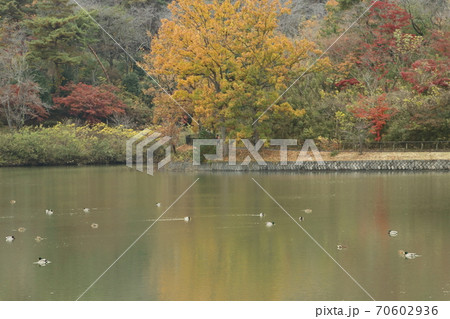 吉見町八丁湖の紅葉 70602936
