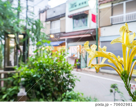 黄色い花越しの吉祥寺の街角 井の頭公園近辺の写真素材