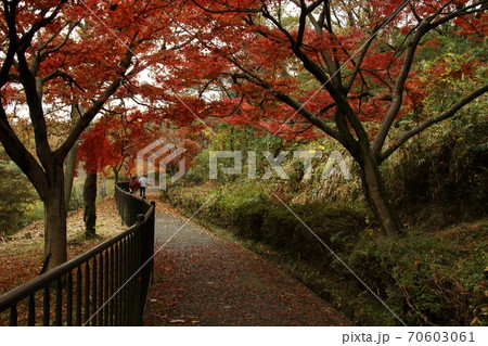 吉見町八丁湖の紅葉 吉見町八丁湖の紅葉 70603061