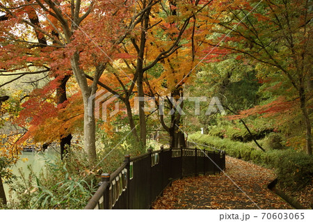 吉見町八丁湖の紅葉 70603065