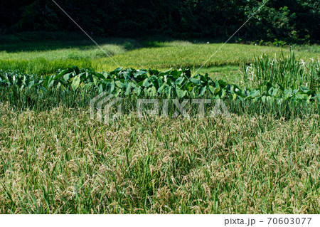 里山風景 里山風景 70603077