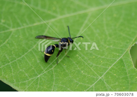 狩りバチ ミカドトックリバチ 狩りバチ ミカドトックリバチ 70603078