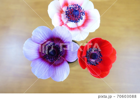 テーブルの上に飾られた アネモネの花の写真素材