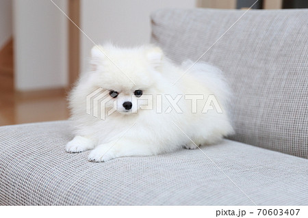 ソファに座ってリラックスするオスのポメラニアン ソファに座ってリラックスするオスのポメラニアン 70603407
