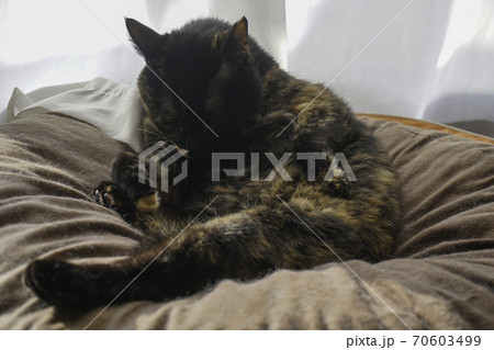 サビ猫 サビ猫 70603499