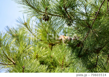 松の木に止まるイスカ 松の木に止まるイスカ 70603514