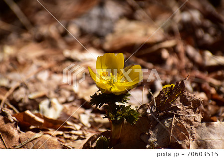 枯れ葉の中のフクジュソウ 枯れ葉の中のフクジュソウ 70603515